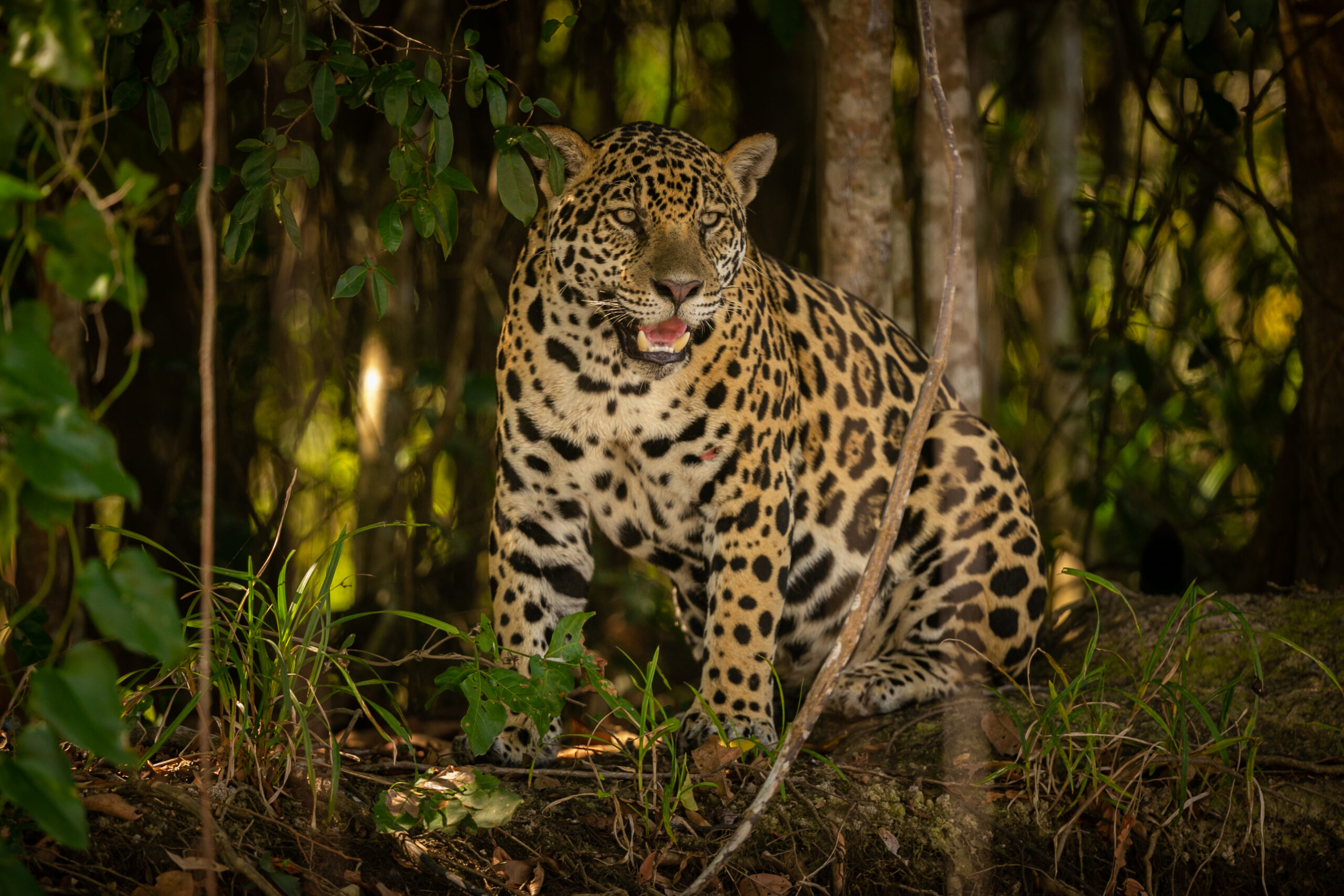 Trabalhador rural é atacado por onça no Pantanal e fica com ferimentos graves