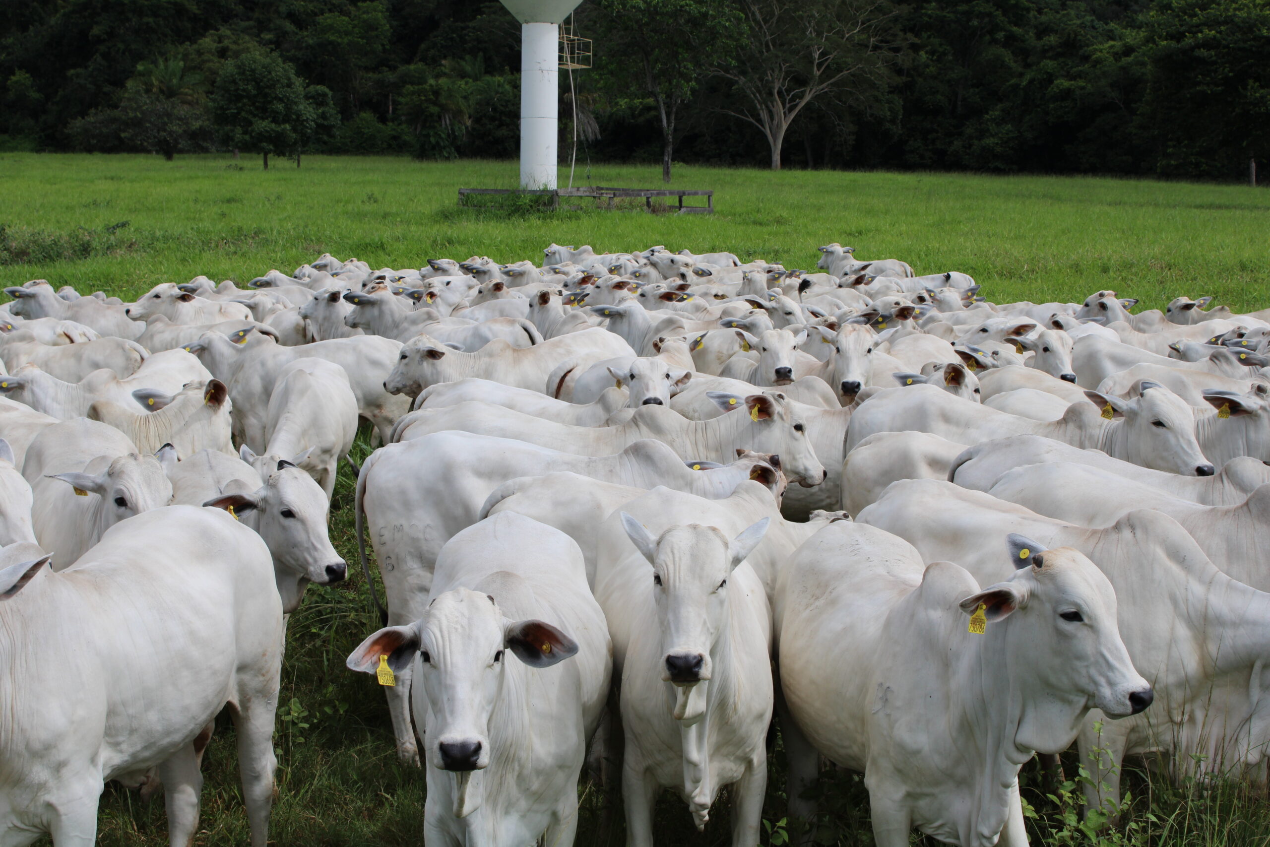 Prazo para declaração de rebanho termina nesta segunda-feira em MS