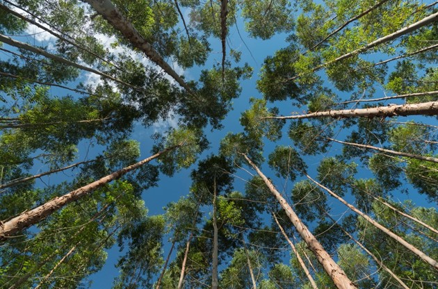 Arauco abre vagas em Mato Grosso do Sul com oportunidades em Inocência, Três Lagoas e Paranaíba