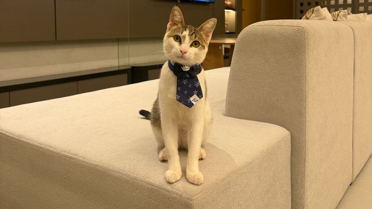 Evento em Campo Grande une esporte e solidariedade para ajudar animais abandonados