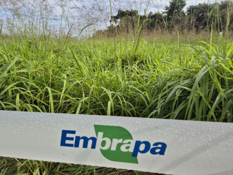 Embrapa cria sistema que ajuda a garantir pasto no inverno e elevar ganho do gado
