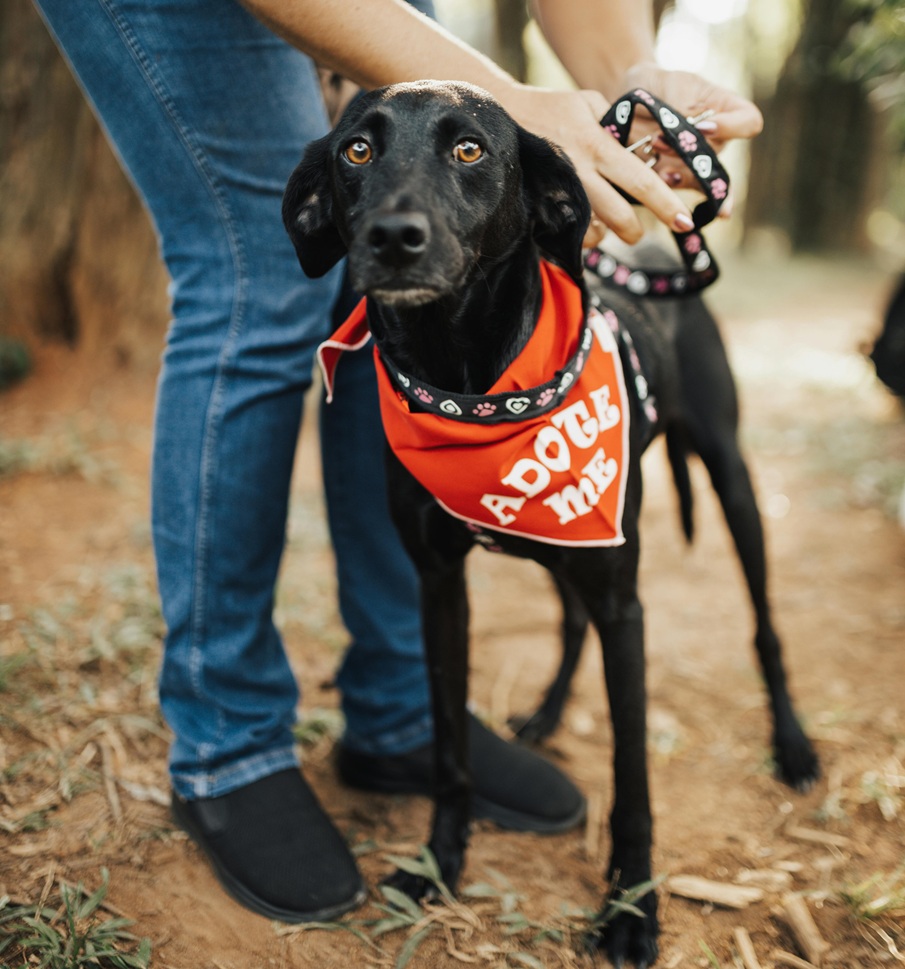 Casa Hub recebe Conexão Pet com adoção, palestras e feira gratuita