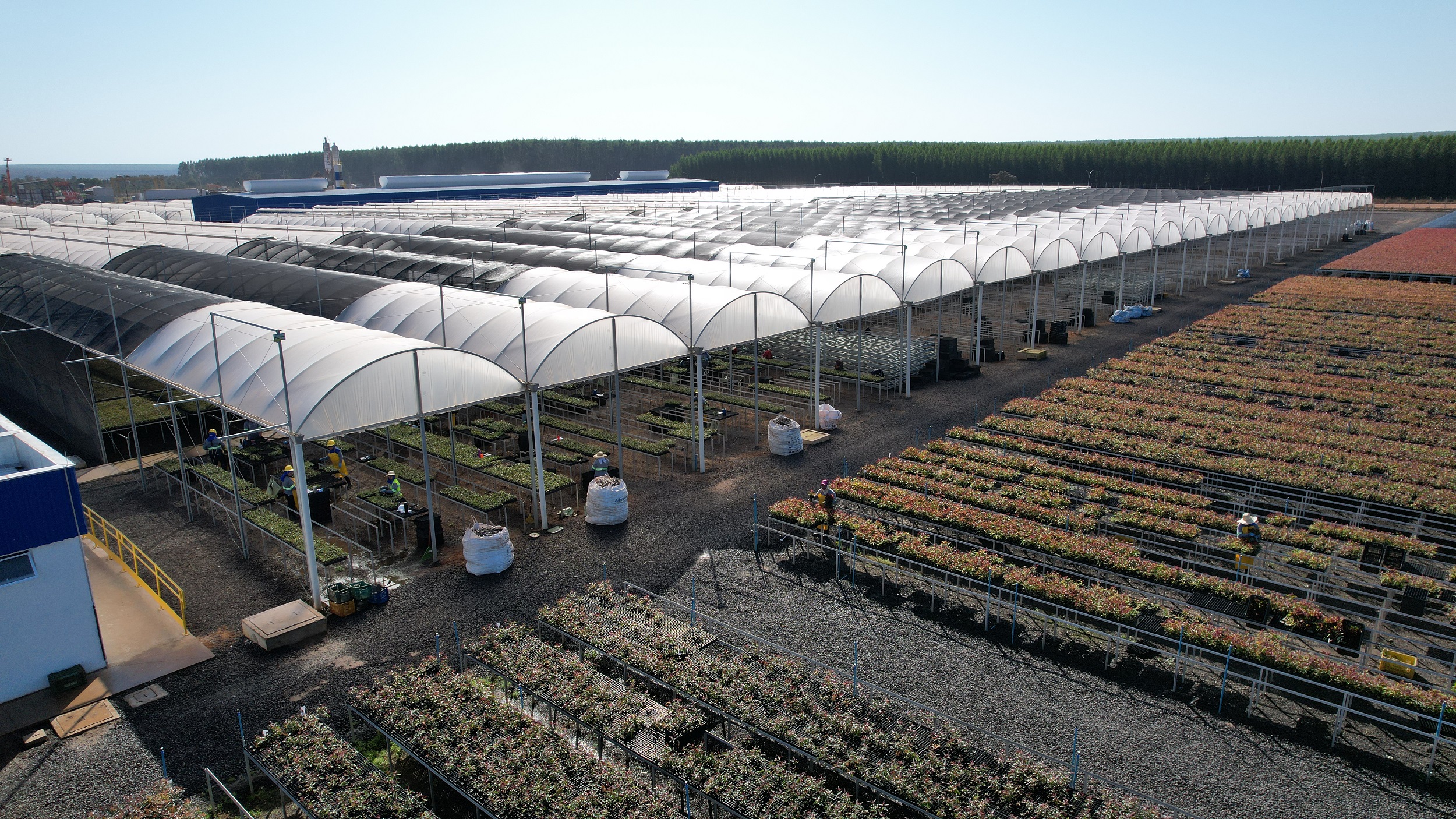 Suzano abre seleção para 30 vagas em Ribas do Rio Pardo neste sábado