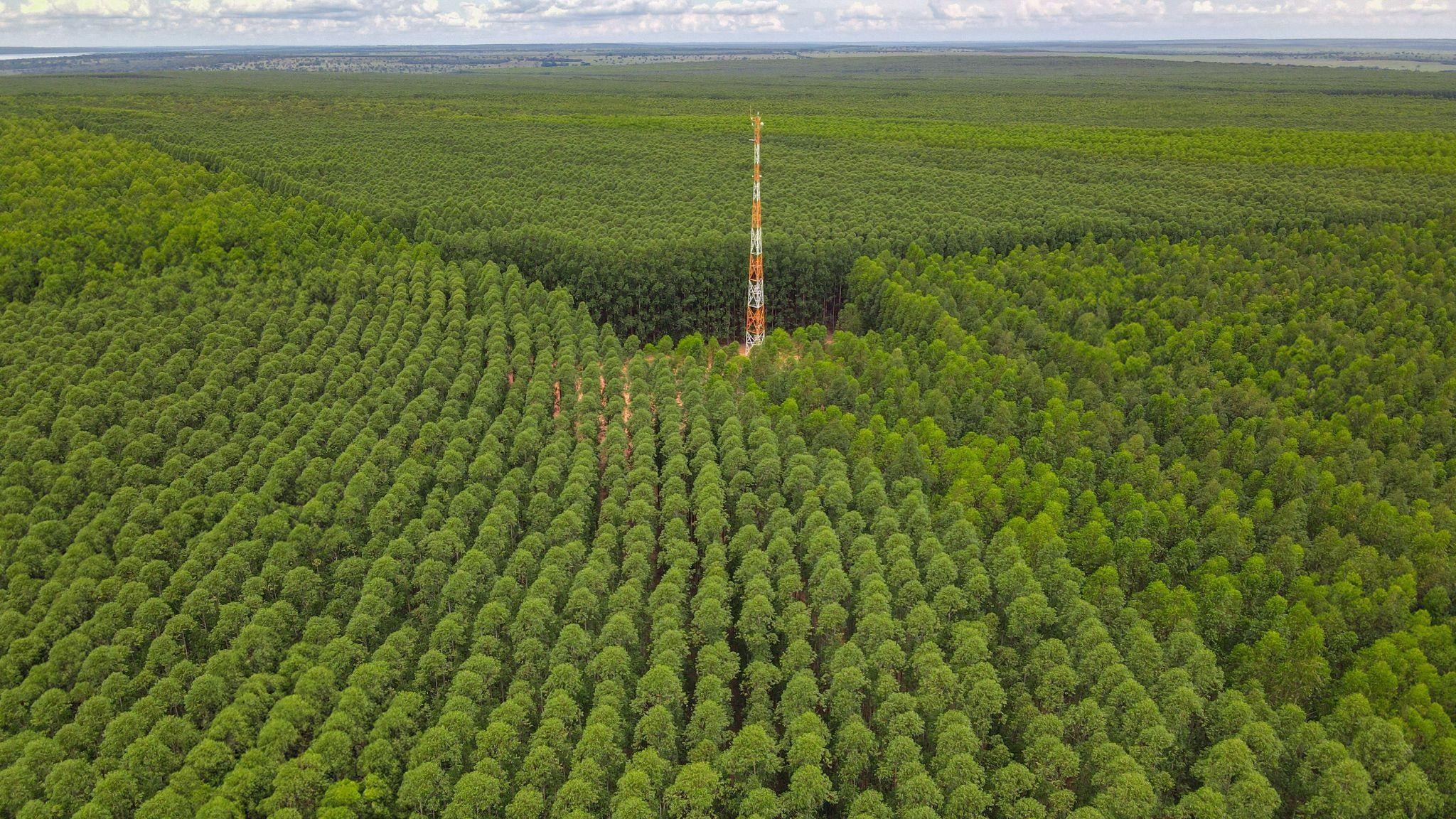 Eldorado alia produção de celulose à preservação de 1,1 mil espécies em MS