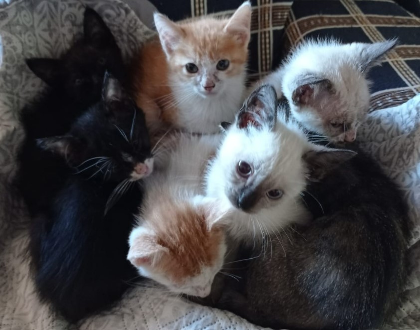 Feira busca famílias para 16 gatos resgatados nesta sexta-feira