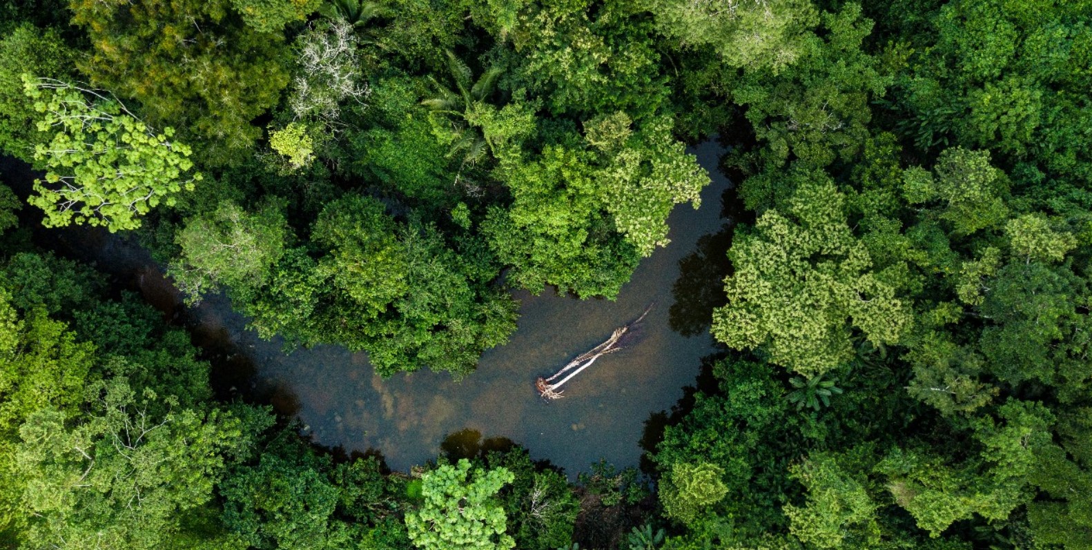Amazônia em pé gera US$ 317 bilhões por ano em serviços ecossistêmicos