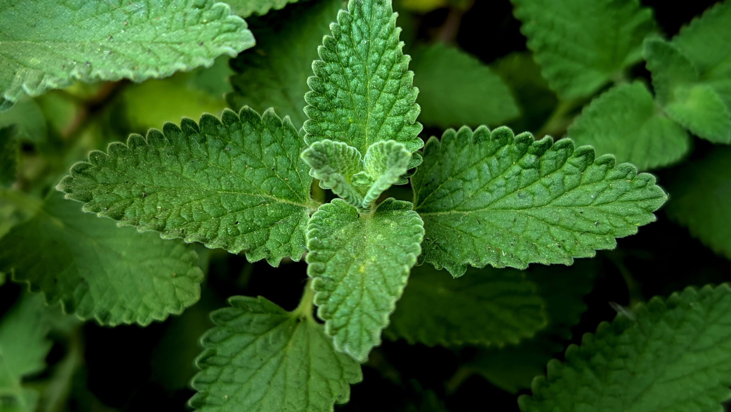 Workshop de plantas medicinais começa nesta quarta-feira em Campo Grande