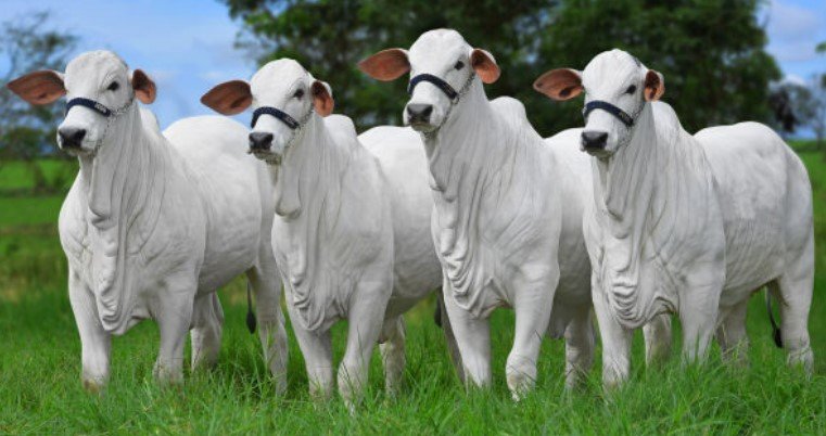 Expogenética MS reúne genética Nelore, grandes shows e rodeio em Campo Grande